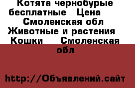 Котята чернобурые бесплатные › Цена ­ 1 - Смоленская обл. Животные и растения » Кошки   . Смоленская обл.